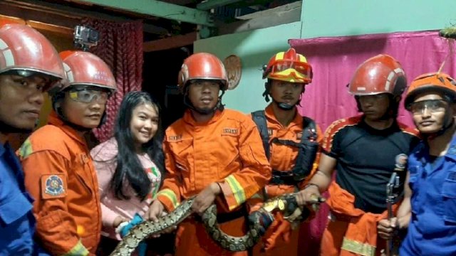 Geger! Ada Ular Piton Masuk Rumah Warga, Petugas Damkar Langsung Turun Tangan ke Lokasi