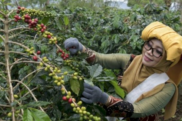 Sinergi Dorong Kopi Indonesia Ungguli Kopi Dunia