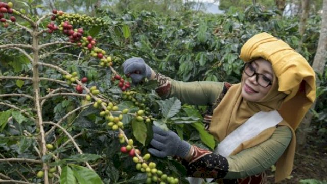 Sinergi Dorong Kopi Indonesia Ungguli Kopi Dunia