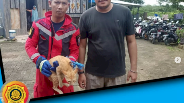 Peduli, Petugas Damkar Makassar Tangkap-Lepas Anak Panah di Badan Seekor Kucing