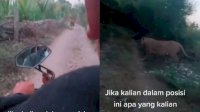 Ngeri! Tak Sengaja Ketemu Macan di Jalan Sempit, Pengedara Motor Ini Tak Berdaya-Jantung Nyaris Copot
