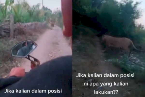 Ngeri! Tak Sengaja Ketemu Macan di Jalan Sempit, Pengedara Motor Ini Tak Berdaya-Jantung Nyaris Copot