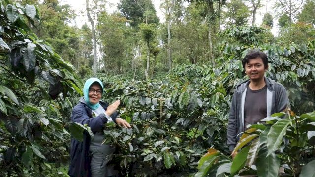 Kementan Berkomitmen Bantu Petani Kopi Rejang Lebong