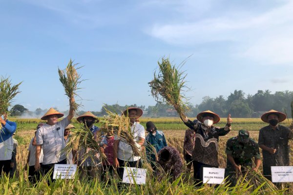 Libur Tetap Produktif, Panen Padi dan Tanam Kedelai di Kulon Progo