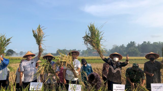 Libur Tetap Produktif, Panen Padi dan Tanam Kedelai di Kulon Progo.