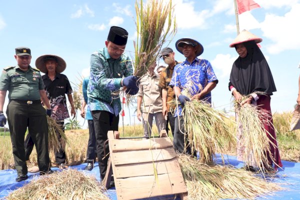 Panen Raya di Karatuang, Bukti Pertanian di Bantaeng Tetap Produktif