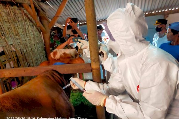 Di Malang, Kementan Gelar Pengobatan Sapi Gejala Klinis PMK