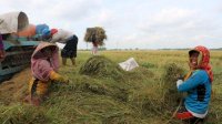 Kementan-Bulog Serap Gabah di Ngawi