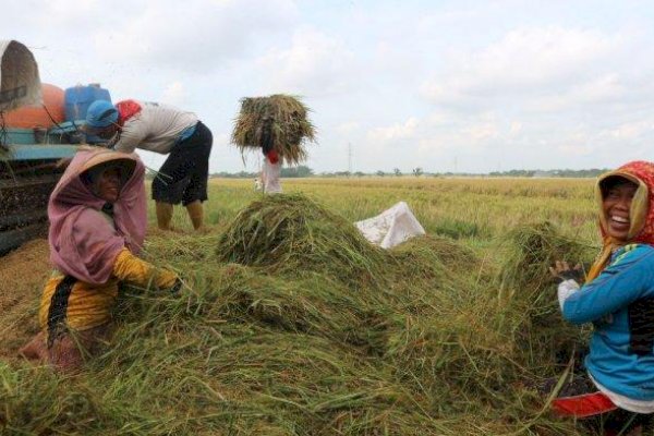 Kementan-Bulog Serap Gabah di Ngawi