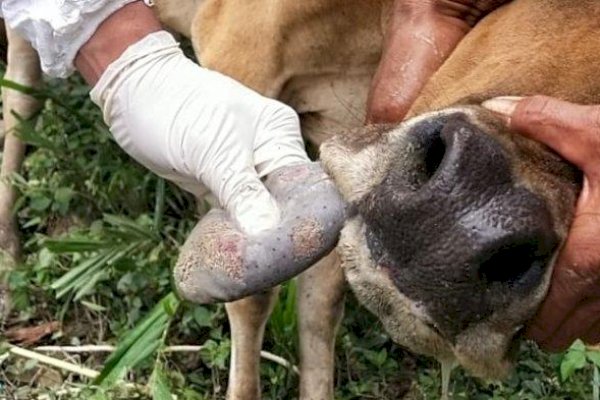 Terjangkit Wabah Penyakit Mulut dan Kuku, 4 Pasar Hewan di Jatim Bakal Ditutup – Pembatasan Lalu lintas Akan Dilakukan