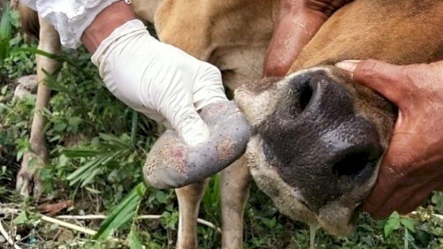 Ilustrasi Wabah Penyakit Mulut dan Kuku. (F-INT)