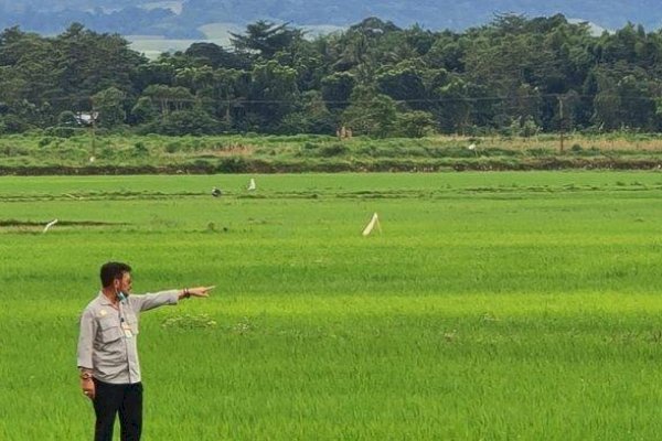 Akademisi UI: 3 Tahun Indonesia Tidak Impor Beras, Pemerintah Buktikan Kinerjanya