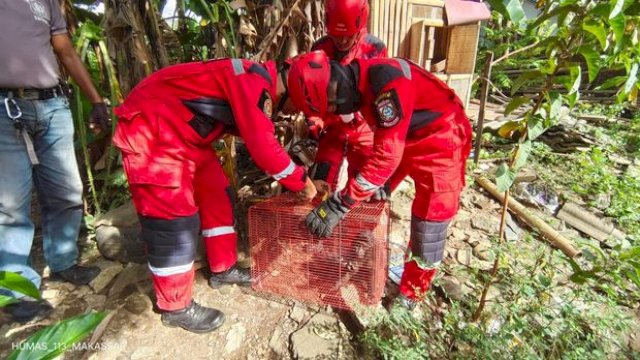 Resahkan Warga, Petugas Damkar Makassar Gerak Cepat Tangkap Monyet Liar