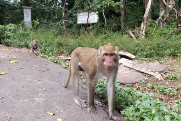 Monyet Liar Bikin Resah Warga, Anak-anak Jadi Korban Dicakar