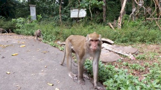 Ilustrasi monyet berkeliaran.(F-INT)