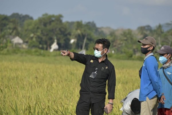 Wakil Bupati Subang: Produksi Padi Dibawah SYL Terus Meningkat