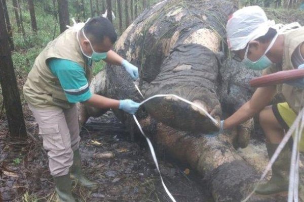 Miris! Induk Gajah Ditemukan Tewas Membusuk di Jalan, Mulut – Anus Keluarkan Darah