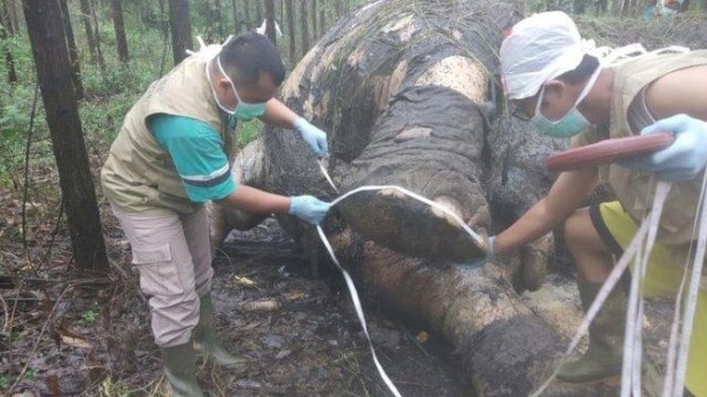 Ilustrasi gajah tewas membusuk.(F-INT)