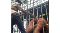 Viral Pria Ditarik Orang Utan di Kebun Binatang hingga Teriak Minta Tolong