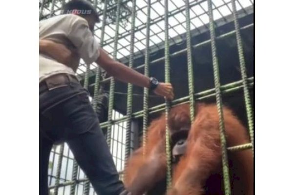 Viral Pria Ditarik Orang Utan di Kebun Binatang hingga Teriak Minta Tolong