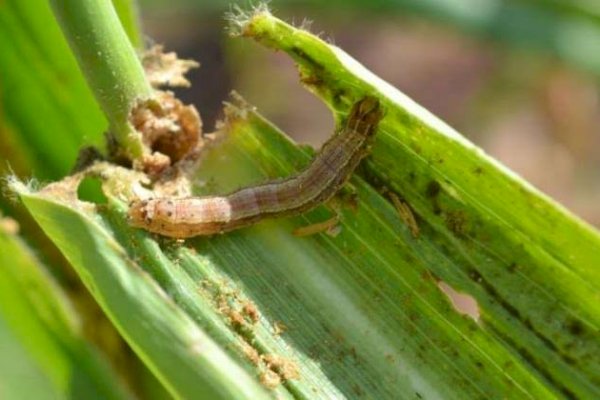 Ini Cara Mengetahui dan Menangani Hama Spodoptera Frugiperda Pada Tanaman Jagung