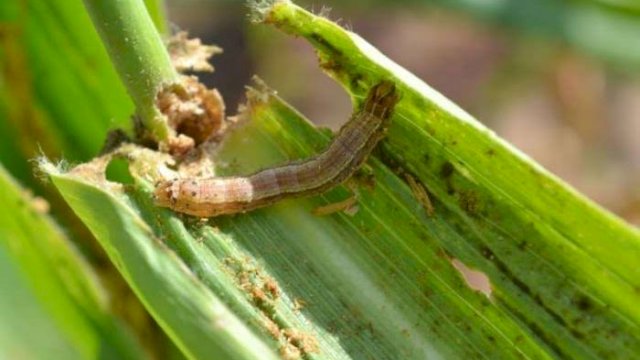 Ini Cara Mengetahui dan Menangani Hama Spodoptera Frugiperda Pada Tanaman Jagung