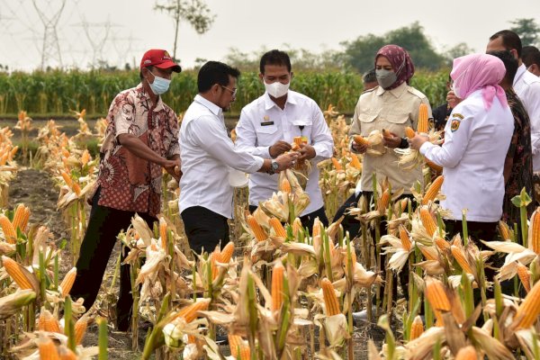 UI: Indonesia Sukses Tingkatkan Produksi Pangan Nasional