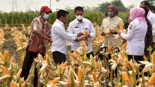 UI: Indonesia Sukses Tingkatkan Produksi Pangan Nasional