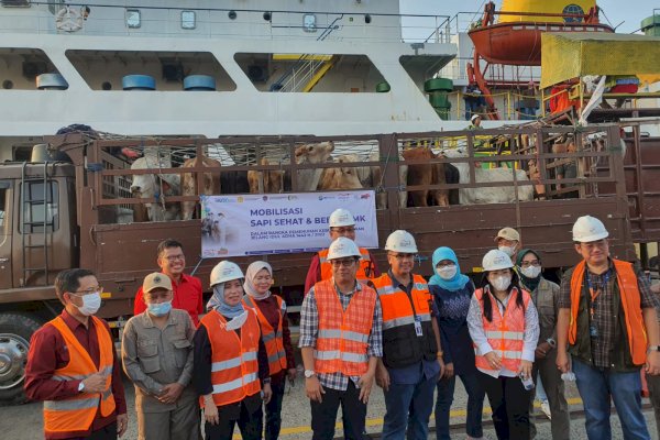 450 Ekor Sapi BULS Sidrap Mendarat di Jakarta Penuhi Stok Qurban