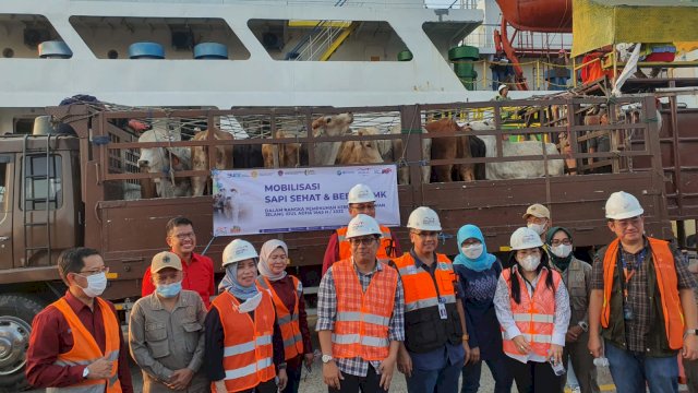 450 Ekor Sapi BULS Sidrap Mendarat di Jakarta Penuhi Stok Qurban.