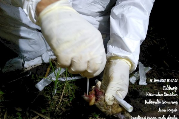 Laboratorium BBVeteriner Wates Pastikan Bangkai Domba di Sungai Serang, Semarang Negatif PMK