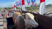 Dapat Sumbangan Sapi 1,4 Ton dari Warga Soppeng, Gubernur Jadikan Hewan Qurban Untuk Fakir Miskin
