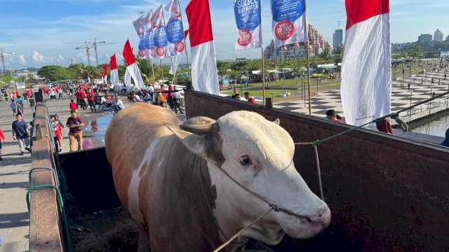 Dapat Sumbangan Sapi 1,4 Ton dari Warga Soppeng, Gubernur Jadikan Hewan Qurban Untuk Fakir Miskin