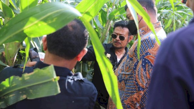 Mentan Syahrul Tinjau Perkembangan Jagung Dua Tongkol di Kabupaten Gowa.