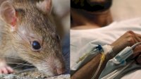 Penyakit Misterius Serang Sejumlah Warga, Diduga dari Tikus, Menkes: Bedakan Mana Virus Manusia dan Hewan