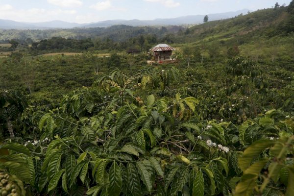 Bustanul Arifin: Korporasi Petani Kopi Mampu Tingkatkan Kesejahteraan Petani Bandung