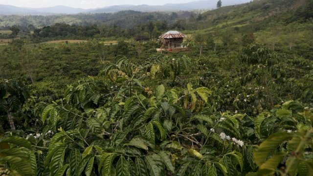 Ilustrasi perkebunan kopi.(F-INT)