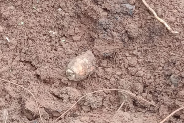 Warga Geger Temukan 2 Granat Aktif Saat Panen Porang