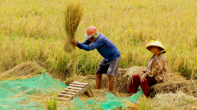 ilustrasi petani.(F-INT)