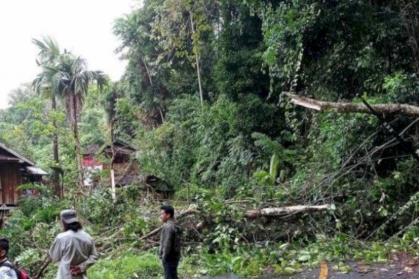 Waspada, Longsor dan Pohon Tumbang Tutup Jalan Trans Palopo–Toraja Sulsel
