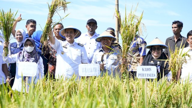 Bupati Yusran Panen Padi Budidaya Berbasis CSA di Bungoro Pangkep