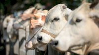 Berikut Manfaat Dahsyat Berkurban di Hari Raya Idul Adha