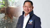 Semangat Berbagi, Rusdi Masse dan NasDem Sulsel Sebar 13 Sapi Kurban ke Masyarakat, Ada Sapi Limosin