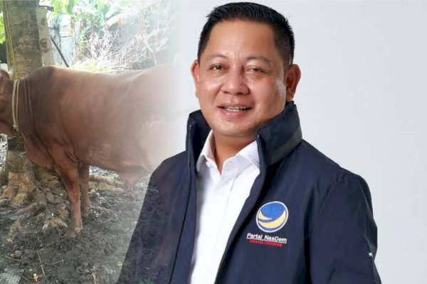 Semangat Berbagi, Rusdi Masse dan NasDem Sulsel Sebar 13 Sapi Kurban ke Masyarakat, Ada Sapi Limosin