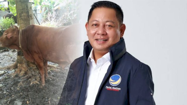 Semangat Berbagi, Rusdi Masse dan NasDem Sulsel Sebar 13 Sapi Kurban ke Masyarakat, Ada Sapi Limosin