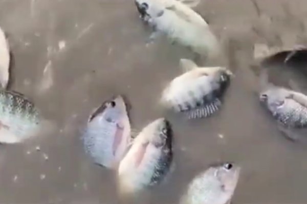 Jalan di Sidrap Ini Tak Kunjung Diperbaiki, Warga Protes dengan Simpan Ikan di Lubang Jalan