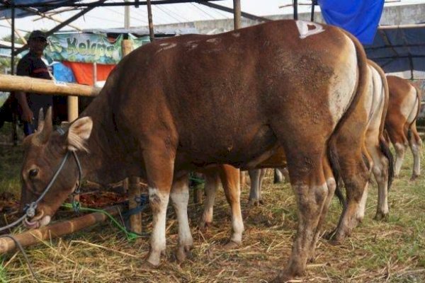 Biro Kesra Sulsel Kumpulkan 16 Sapi-Dua Kambing Kurban dari OPD Lingkup Pemprov