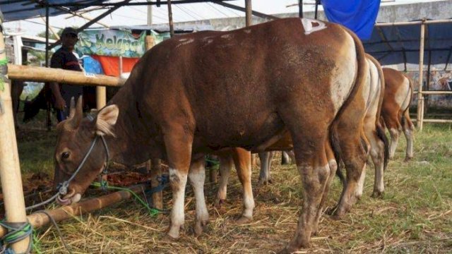 Biro Kesra Sulsel Kumpulkan 16 Sapi-Dua Kambing Kurban dari OPD Lingkup Pemprov