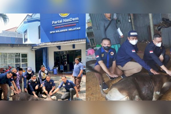 Idul Adha-Bertepatan HUT ke 11, Garda Pemuda NasDem Sulsel Kurban 2 Ekor Sapi, Sebar ke Kader dan Fakir Miskin