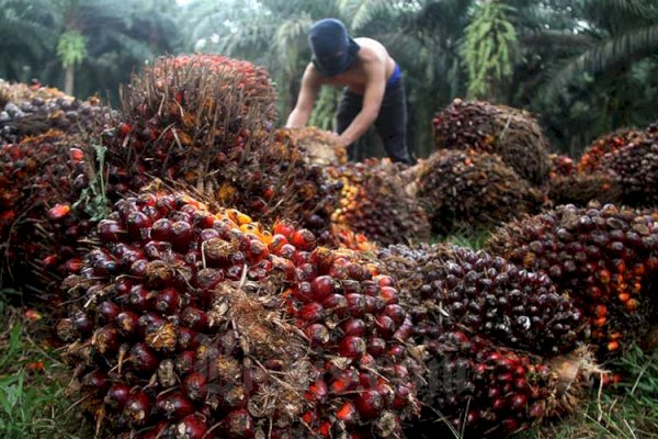 Tegas Soal Data Audit Sawit, Luhut: Jangan Berani Bermain Kotor